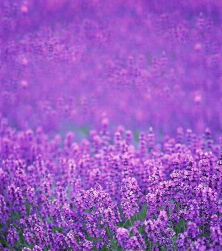 دانلود آهنگ حال او مجرمه دیری هر شو خاو اعدام دونی 